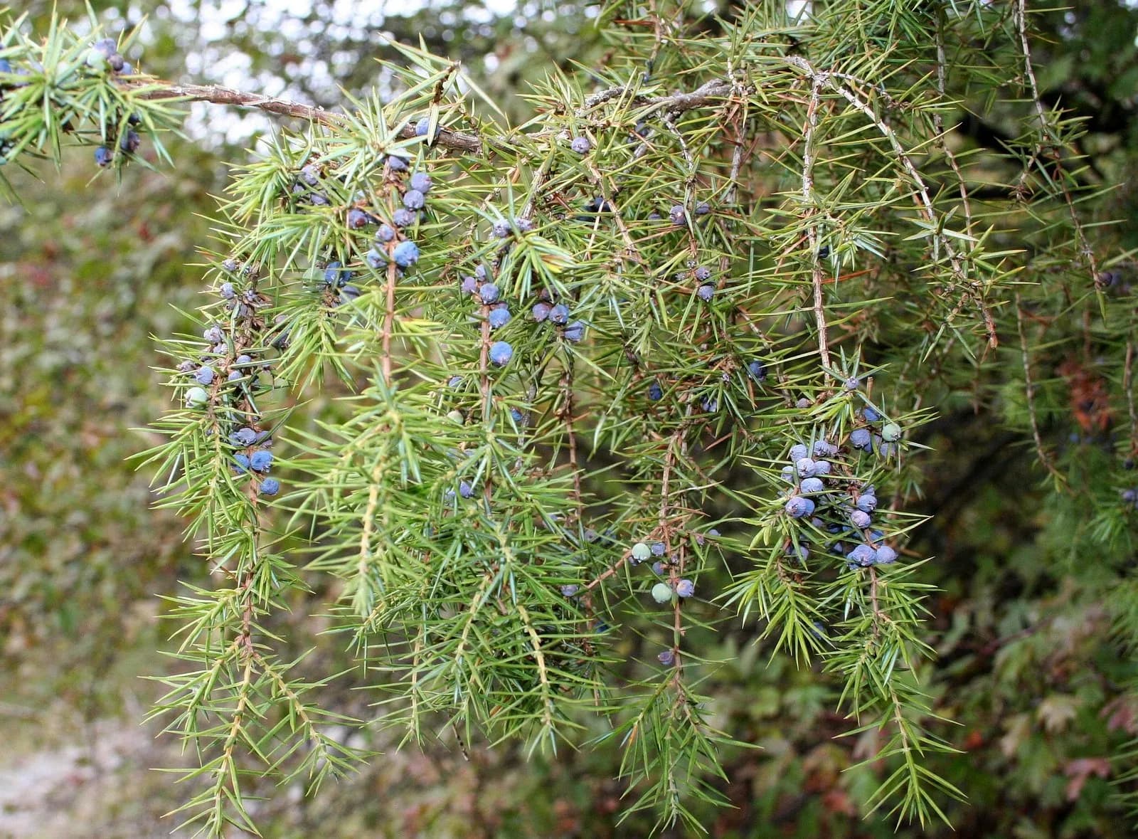 Egy kis tudnivaló a borókaról