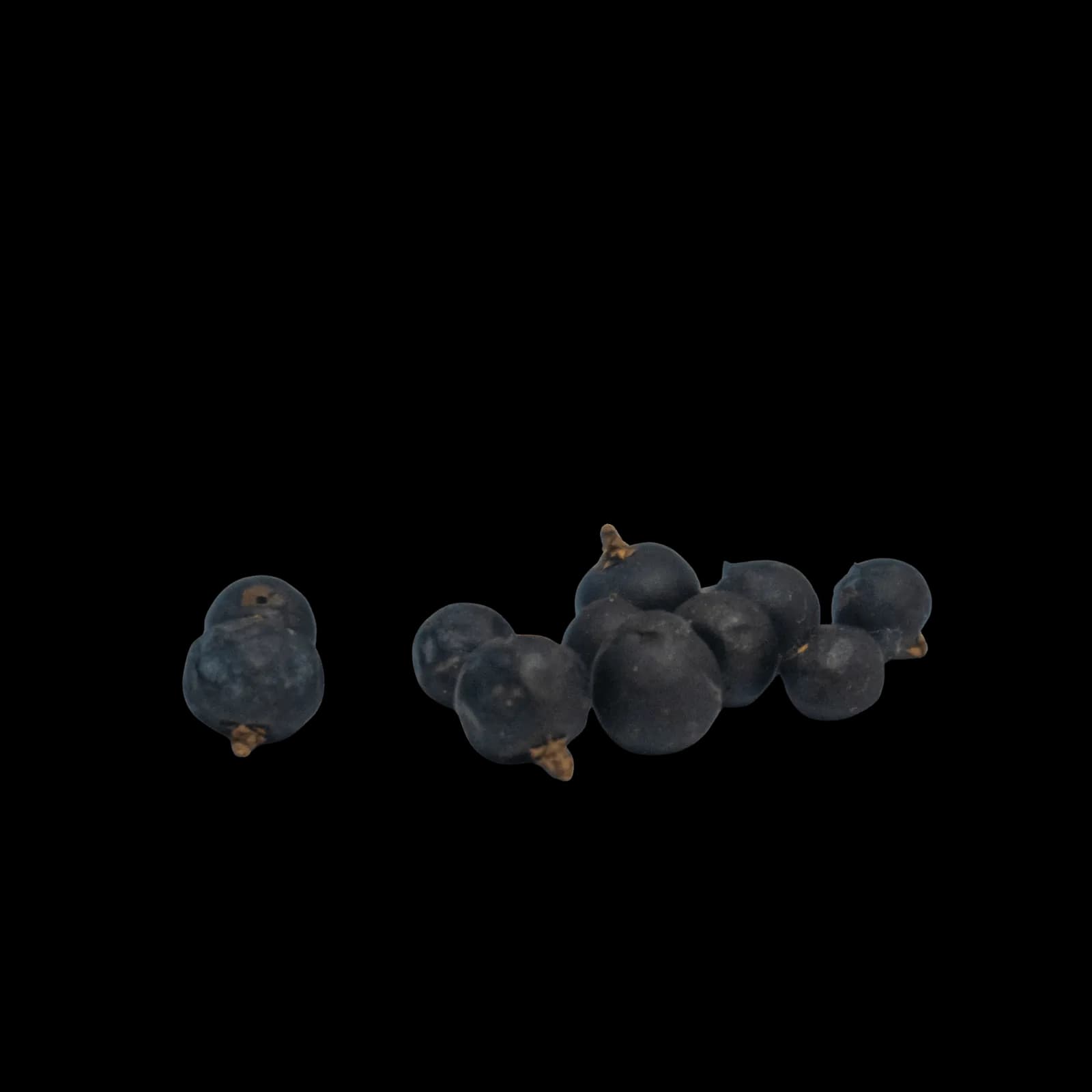 Juniper Berries (Juniperus communis) 4